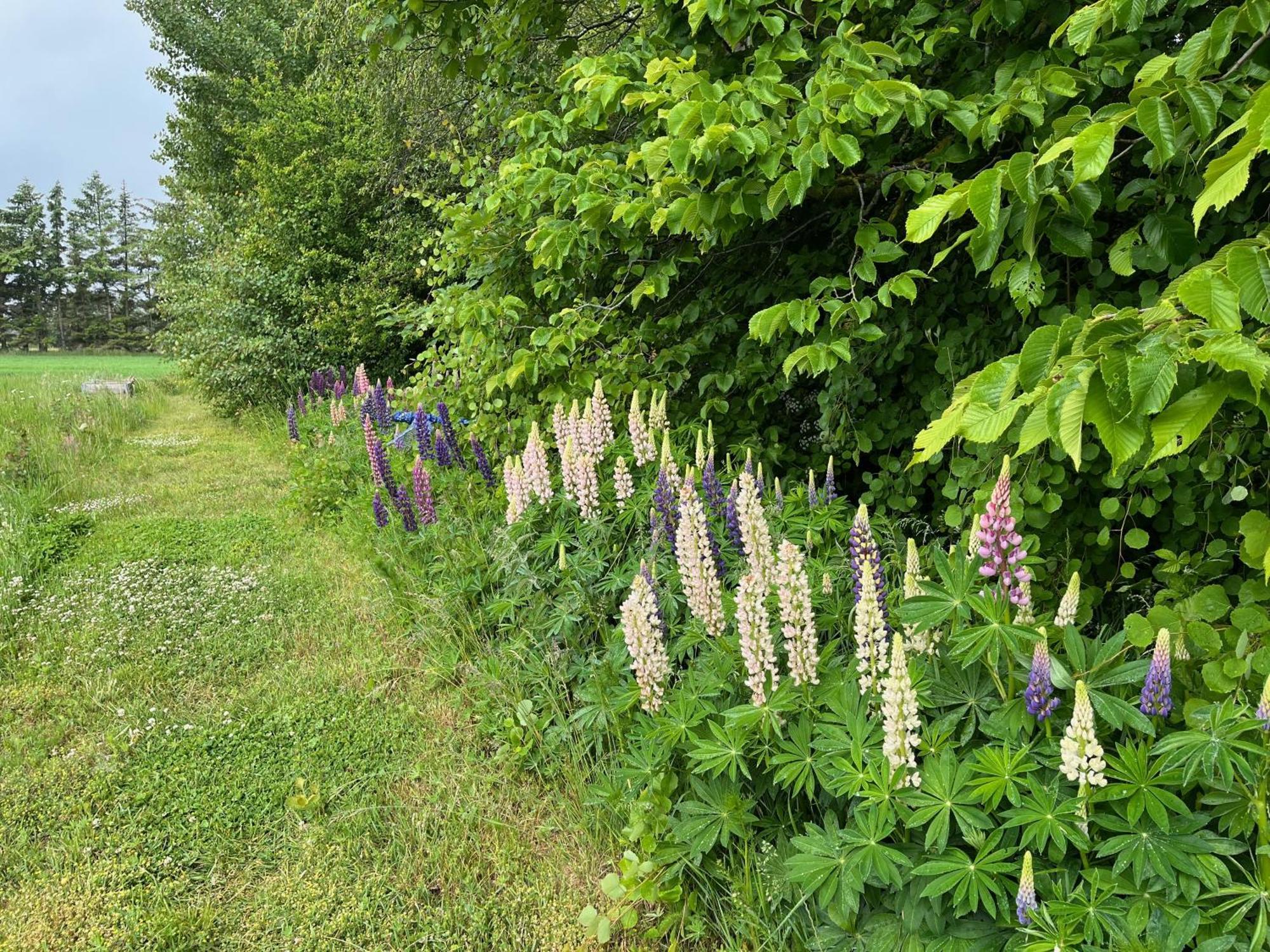 Fuglsang Bed & Breakfast Hjorring Bagian luar foto